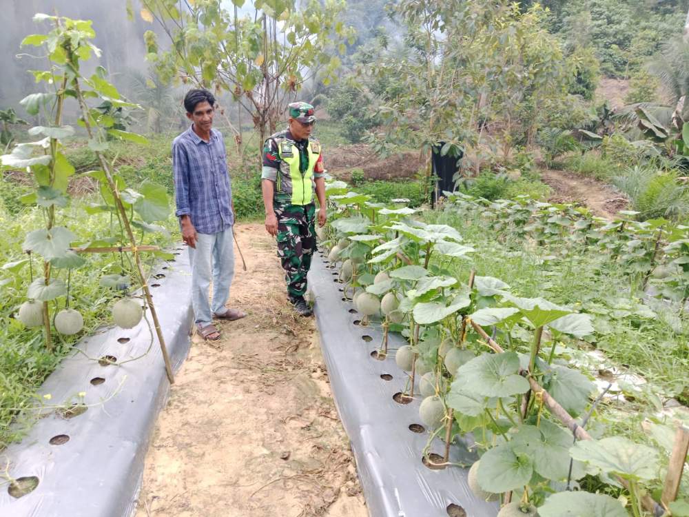 Babinsa Tinjau Kebun Melon Siap Panen, Apa Saja Solusi yang Diberikan ke Petani?