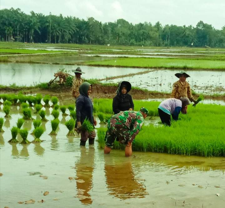 Peran Babinsa Serda Joni Siregar dalam Proses Mencabut Bibit Padi Siap Tanam Bersama Petani