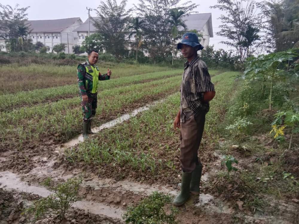 Babinsa Koramil 06/Mpy Komsos Dengan Petani Sayur Kangkung Di Wilayah Binaan