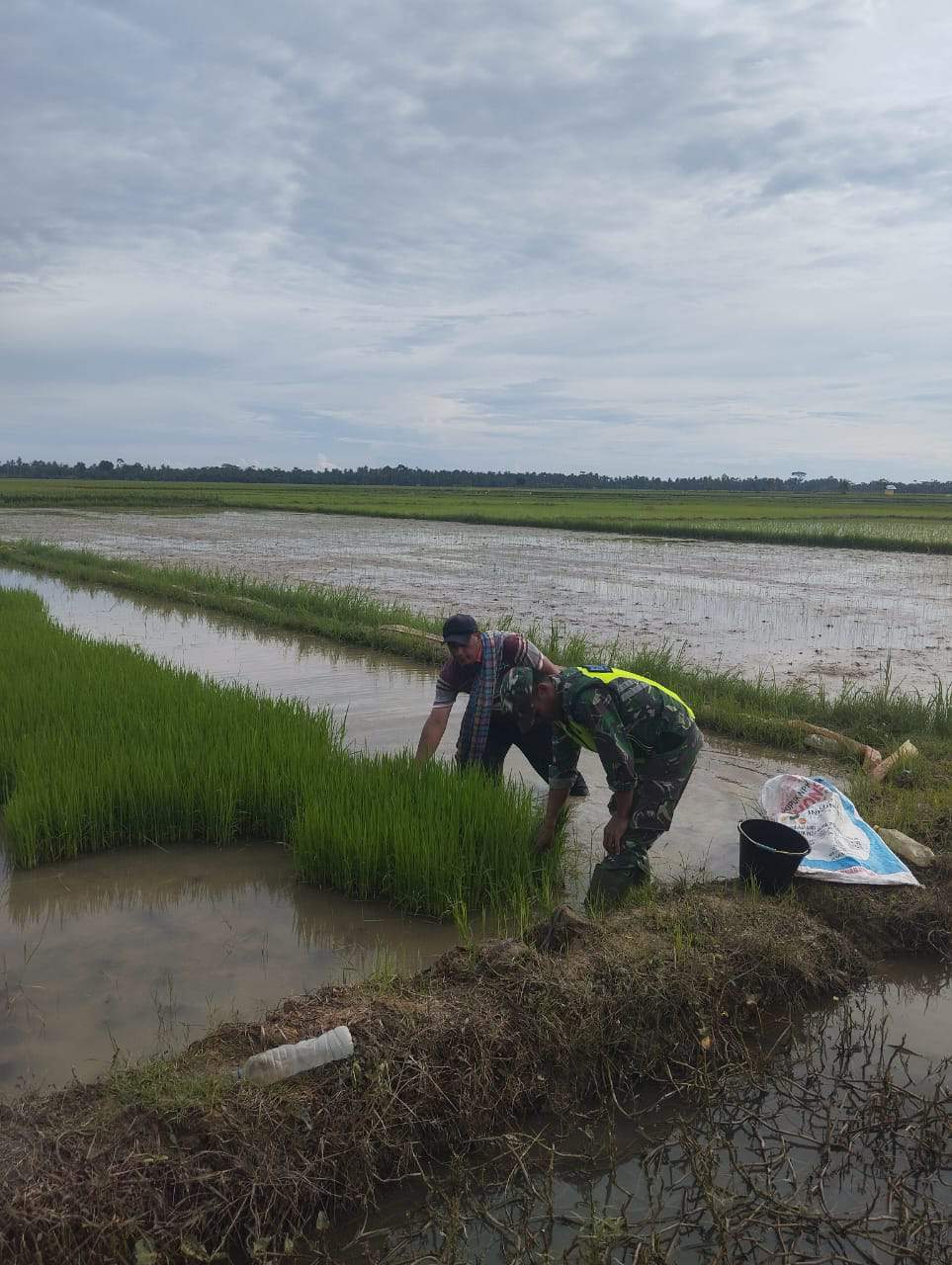 Persiapan Masa Tanam, Babinsa Koramil 09/Banda Mulia Bantu Petani Cabut Bibit Padi
