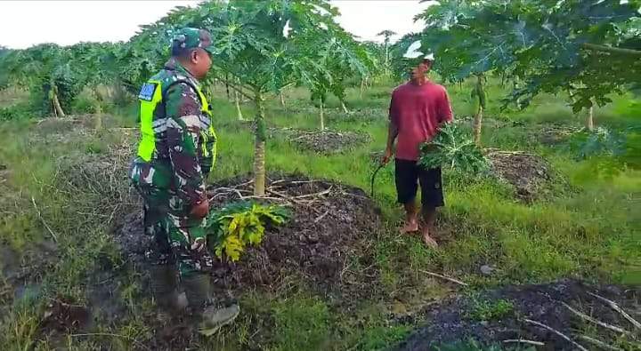 Babinsa Bantu Petani Perawatan Kebun Pepaya Wilayah Binaan