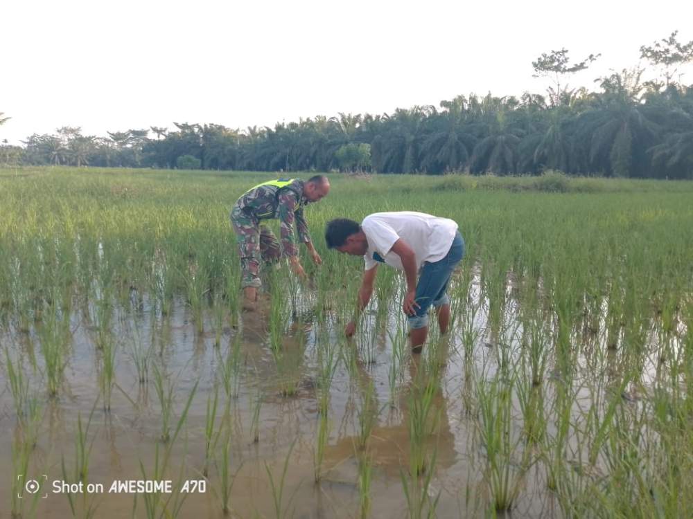 Babinsa Koramil 04/Bendahara Bantu Petani Basmi Hama Padi Keong Mas Di Sawah