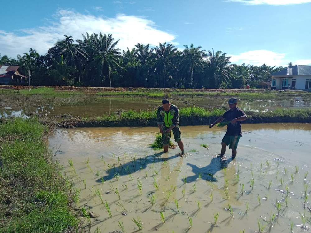 Dampingi Petani, Babinsa Koramil 04/Bendahara Bantu Tanam Padi Wilayah Binaan
