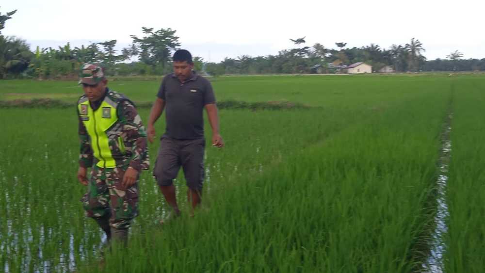 Pantau Perkembangan Padi Babinsa Koramil 03/Seruway Turun Sawah
