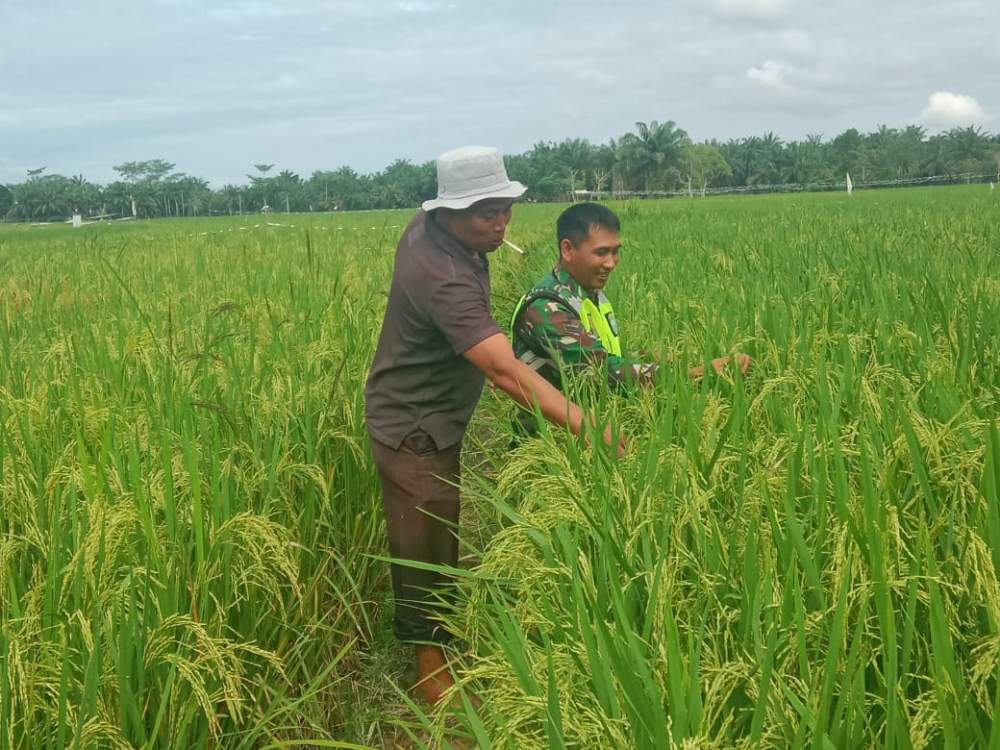 Babinsa Dampingi Petani Cek Padi Yang Mulai Menguning