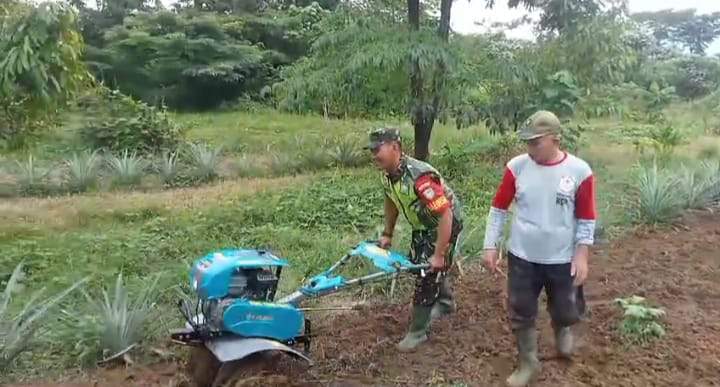 Babinsa Jambo Rambong Dampingi Petani Olah Lahan
