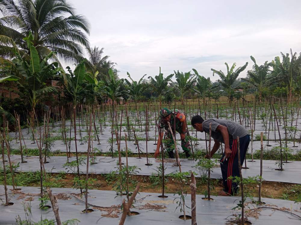 Demi Meningkatkan Perekonomian Kerakyatan Babinsa 24/DRI Serda M.Halim Aktif Dampingi Para Petani Di Desa Binaan