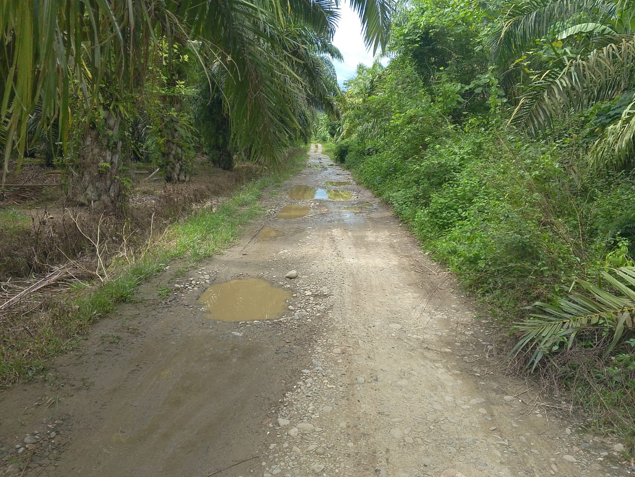 Jalan Menuju Gampong Kuta Indarung Butuh Pengaspalan