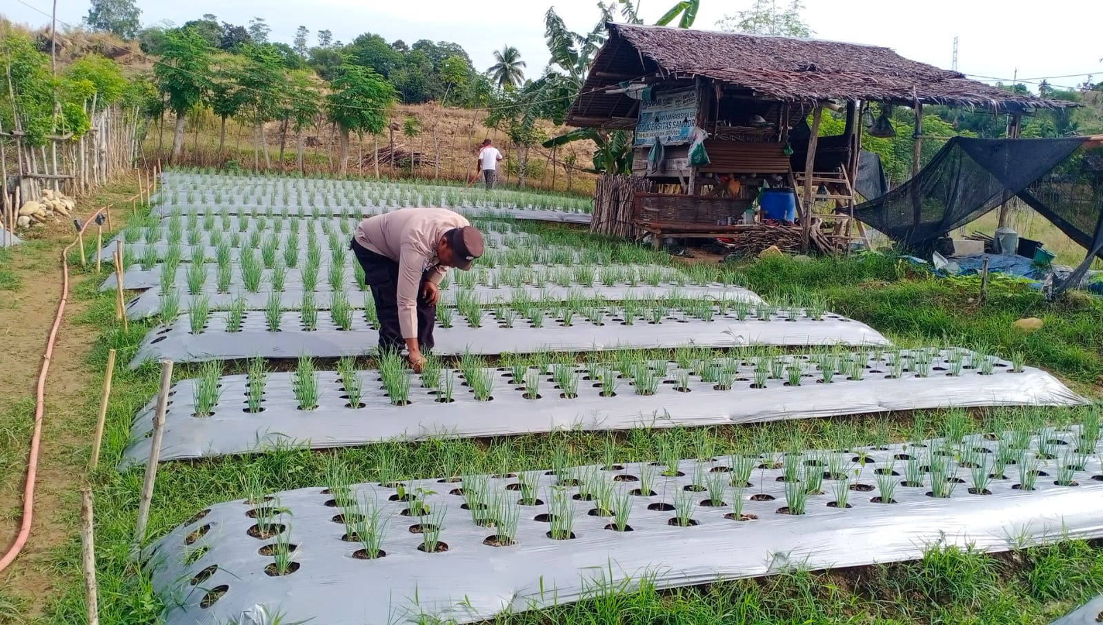 Dukung Ketahanan Pangan, Bhabinkamtibmas Polsek Grong-Grong Tinjau Lahan Pekarangan Bergizi