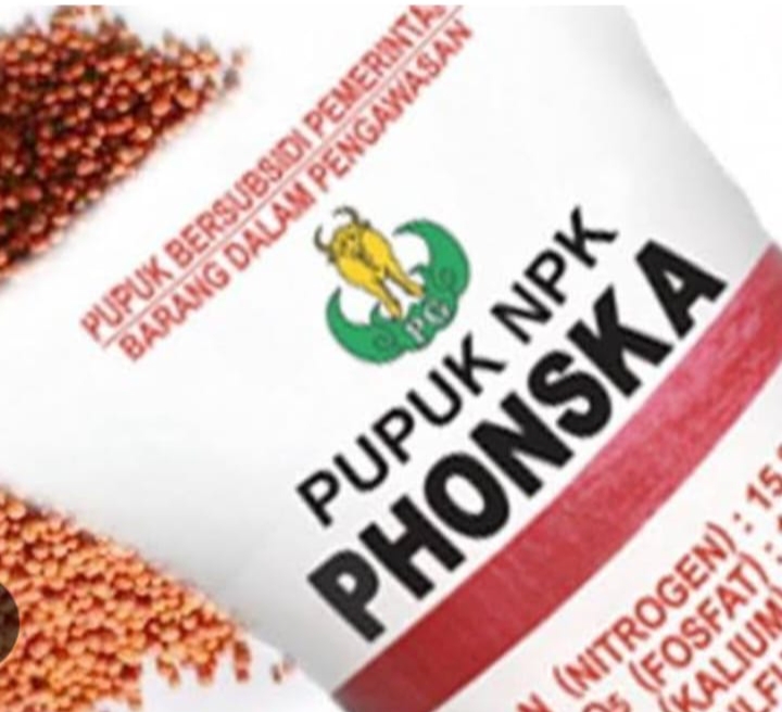 Sebagian Petani di Kluet timur Keluhkan Sering Tidak Dapat Pupuk NPK Subsidi