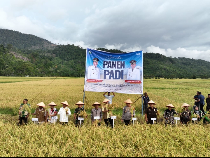 Panen Raya di Kluet Timur, Bupati H. Mirwan Tegaskan Para Petani Harus Dapat Pupuk Subsidi yang Merata 